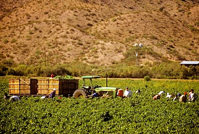 Chile Harvesting, Mesilla Valley, New Mexico
